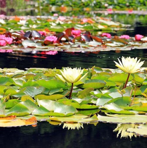 1925 Roaring Twenties Tropical Water Lilies Collection of 3