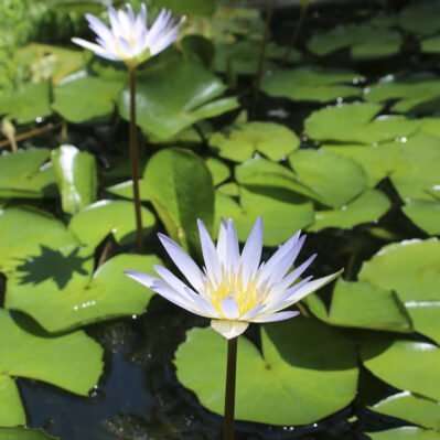 ‘Dauben’ Pygmy Tropical Water Lilies above the water on stems showing pads.