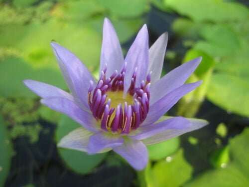 'Colorata' Pygmy Tropical Water Lily - Image 2