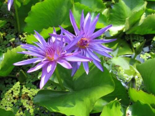 'Midnight' Tropical Water Lily - Image 3