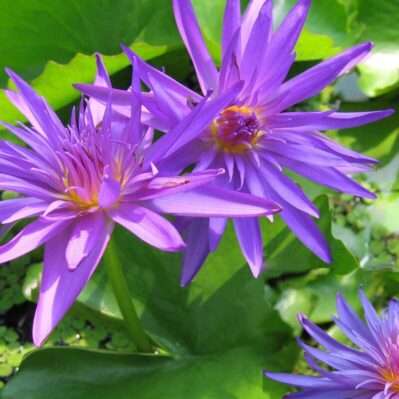 'Midnight' tropical water lilies