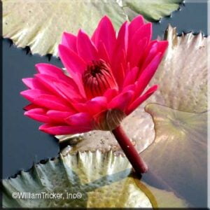 'Antares' Night-Blooming Tropical Water Lily