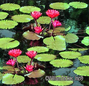 'Antares' Night-Blooming Tropical Water Lily