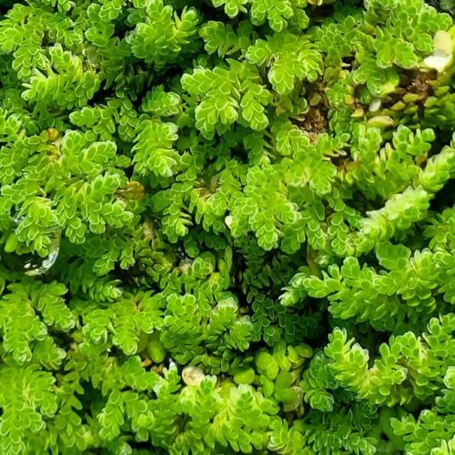 'Azolla' Aquatic Plant - Good for the Planet