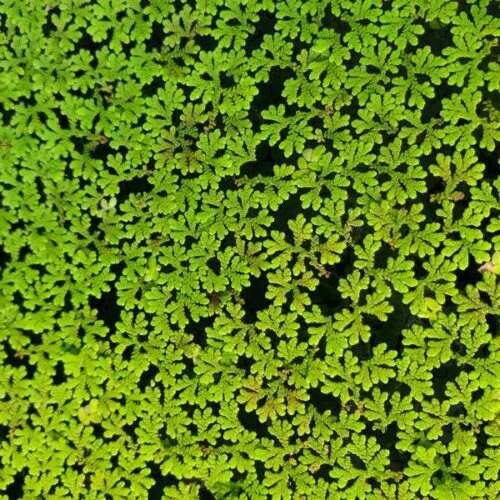 'Azolla' Aquatic Plant - Good for the Planet - Image 2