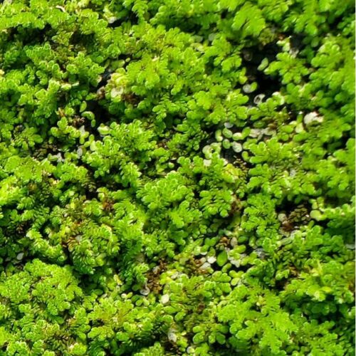 'Azolla' Aquatic Plant - Good for the Planet - Image 3
