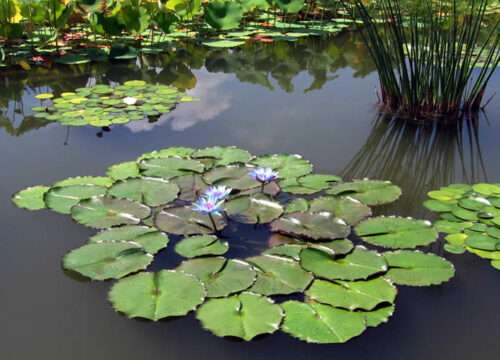 'Blue Beauty' 1896 Tropical Water Lily - Image 3