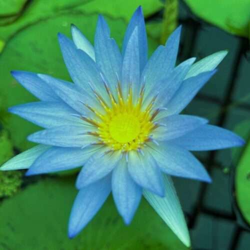 Blue Beauty Tropical Water Lily
