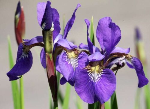 Blue Iris Marginal Plant for the Perimeter
