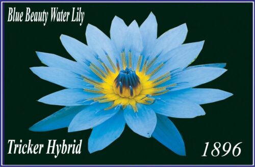'Blue Beauty' 1896 Tropical Water Lily - Image 2