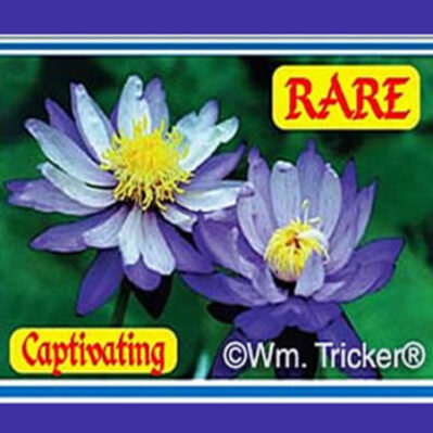 'Blue Gigantea' Tropical Water Lily. Image shows petals that start lilac or blue colored and fade to very light blue.