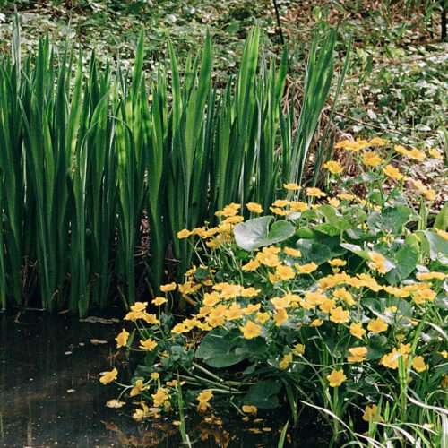 Marginal aquatic plants for the perimeter.