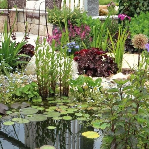 Surprise Centerpiece 8 Shallow-Water Plants Collection: Tropical and Hardy Bog Plants