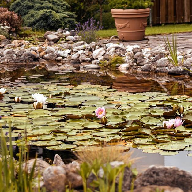 Build a Pond