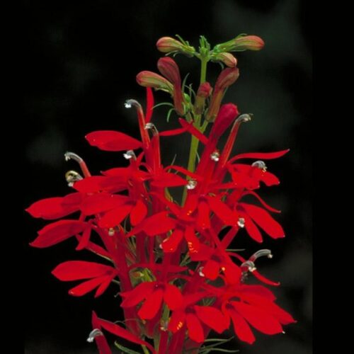 'Cardinal' Flower - Image 2