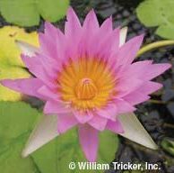 'Castaliflora' Tropical Water Lily