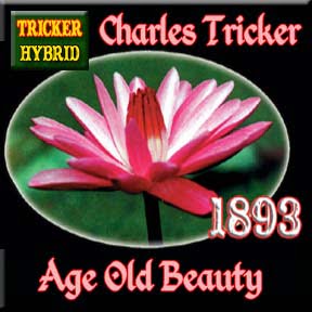 'Charles Tricker' Night-Blooming Tropical Water Lily