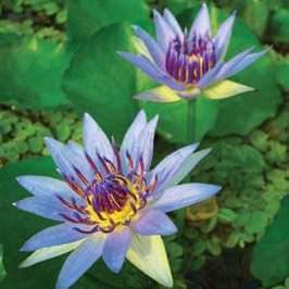 Two ‘Colorata’ Pygmy Tropical Water Lilies Flowers - cloesup