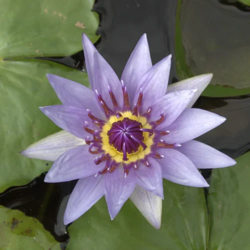 'Colorata' Pygmy Tropical Water Lily Blossom