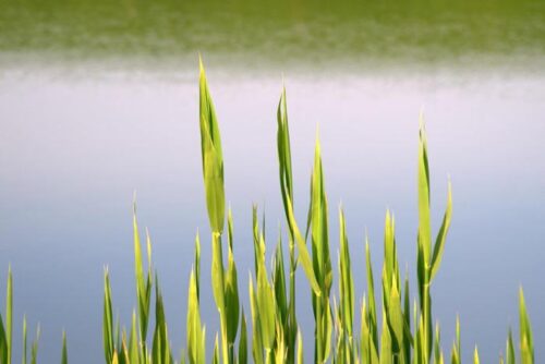 Common Sweet Flag Plant - Image 2