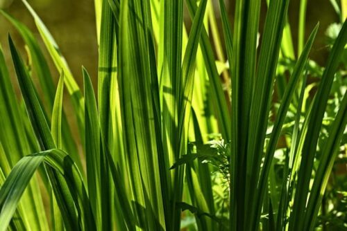 Common Sweet Flag Plant - Image 3