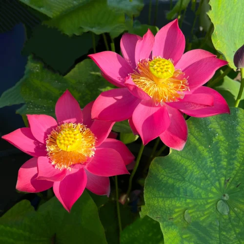 "Double Lotus Surprise" Collection