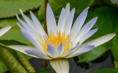'Dauben' pygmy water lily closeup of flower.