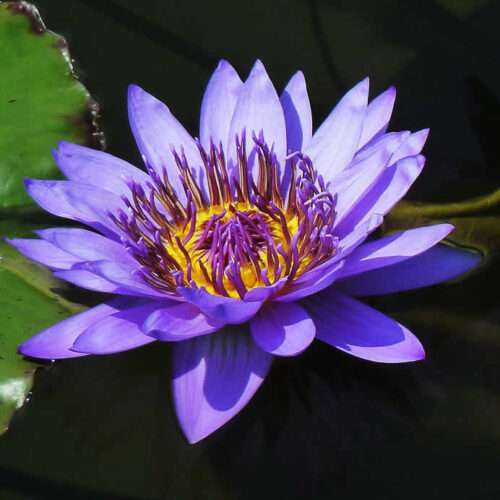 ‘Director George T. Moore’ Tropical Water Lily