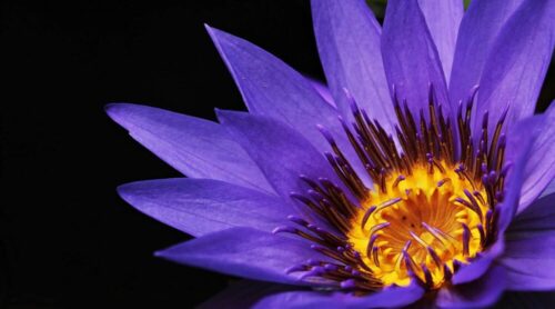 Closeup of 'Director George T. Moore' Tropical Water Lily