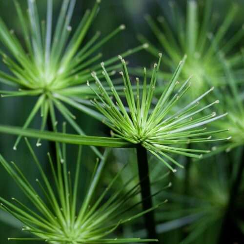 Dwarf Papyrus Marginal Plant