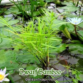 'Dwarf Bamboo' with the pygmy water lily, 'Dauben'.