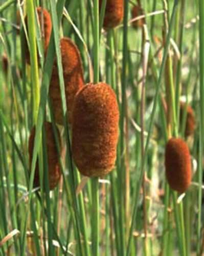 Dwarf Catkin Cattails closeup
