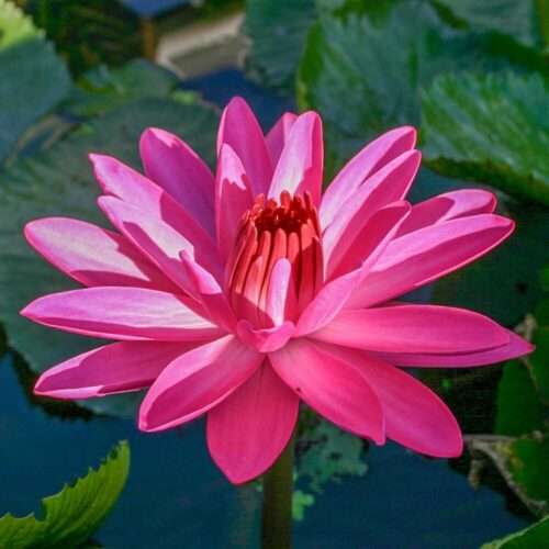'Emily Grant Hutchings' Tropical Night-Blooming Water Lily