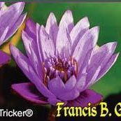 'Francis B. Griffith' Tropical Water Lily