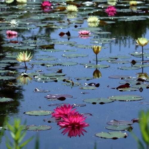 Yellow, pink, & red water lilies blooming in the pond.