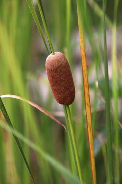 'Graceful Cattail' closeup