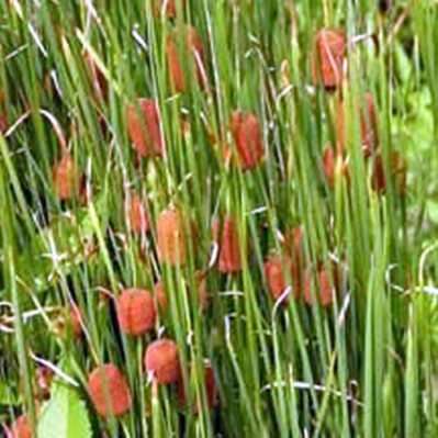 'Graceful Cattail'