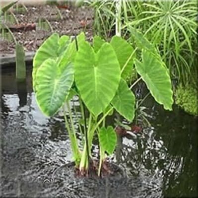 'Green Taro' Aquatic Plant