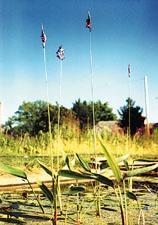 'Hardy 'Thalia' Bog Plants