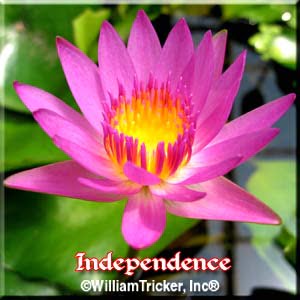 Independence Pink Hardy Water Lily Blossom