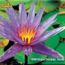 'Islamorada' Tropical Water Lily