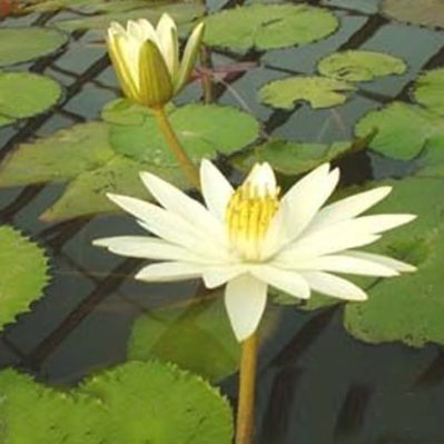 'Juno' Night Blooming Water Lily