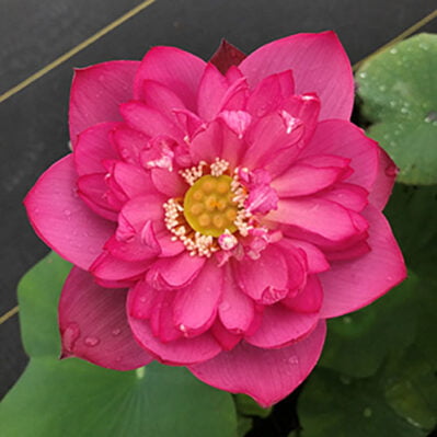 'Lady Bingly' Dwarf Lotus