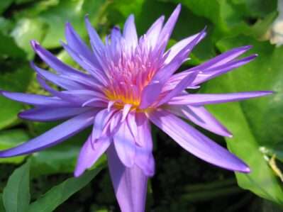 'Midnight' Tropical Water Lily — close-up of flower.