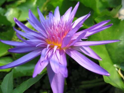 'Midnight' Tropical Water Lily — close-up of flower.