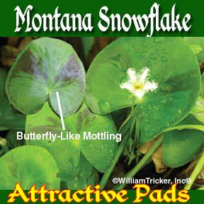 'Montana Snowflake'