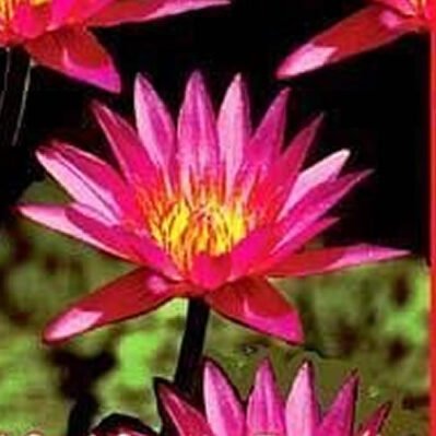 'Mr. Martin Randig' Tropical Water Lily