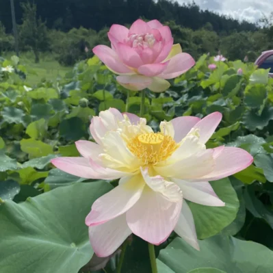 'Mrs. Perry Slocum' Hardy Lotus showing a young pink blossom and a blossom that's slightly older.