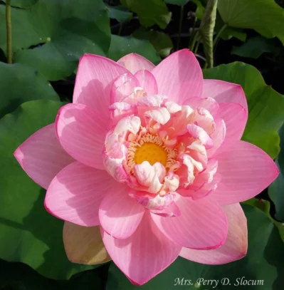 ‘Mrs. Perry Slocum’ Hardy Lotus First Day