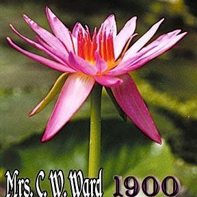 'Mrs. C. W. Ward' Tropical Water Lily